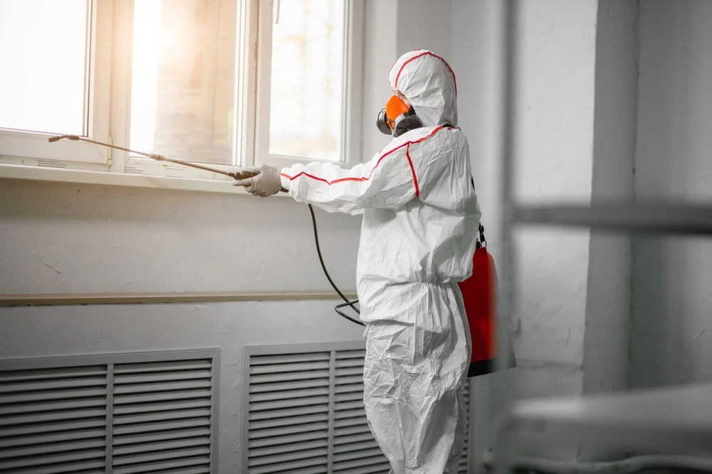 Professional mold remediation services in Southampton, MA